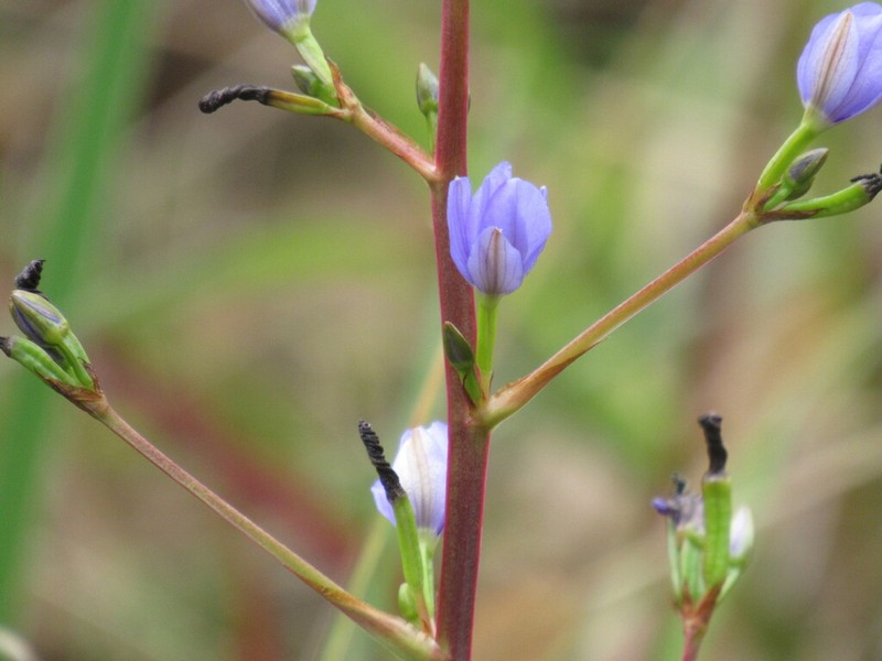 Gerrard's Aristea photo 8