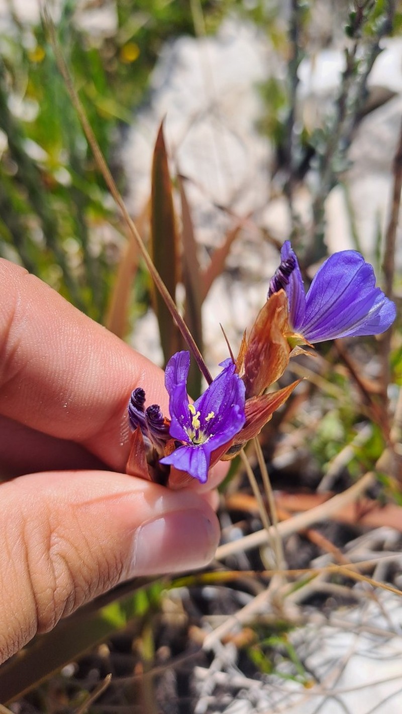 Aristea cuspidata