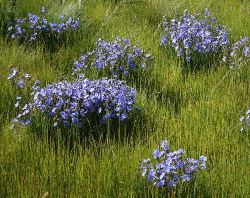 Aristea cuspidata photo 2