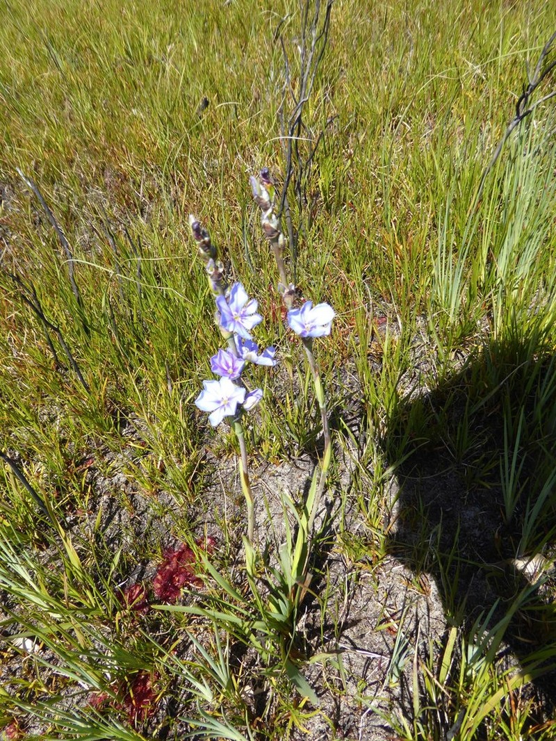 Aristea cuspidata photo 3