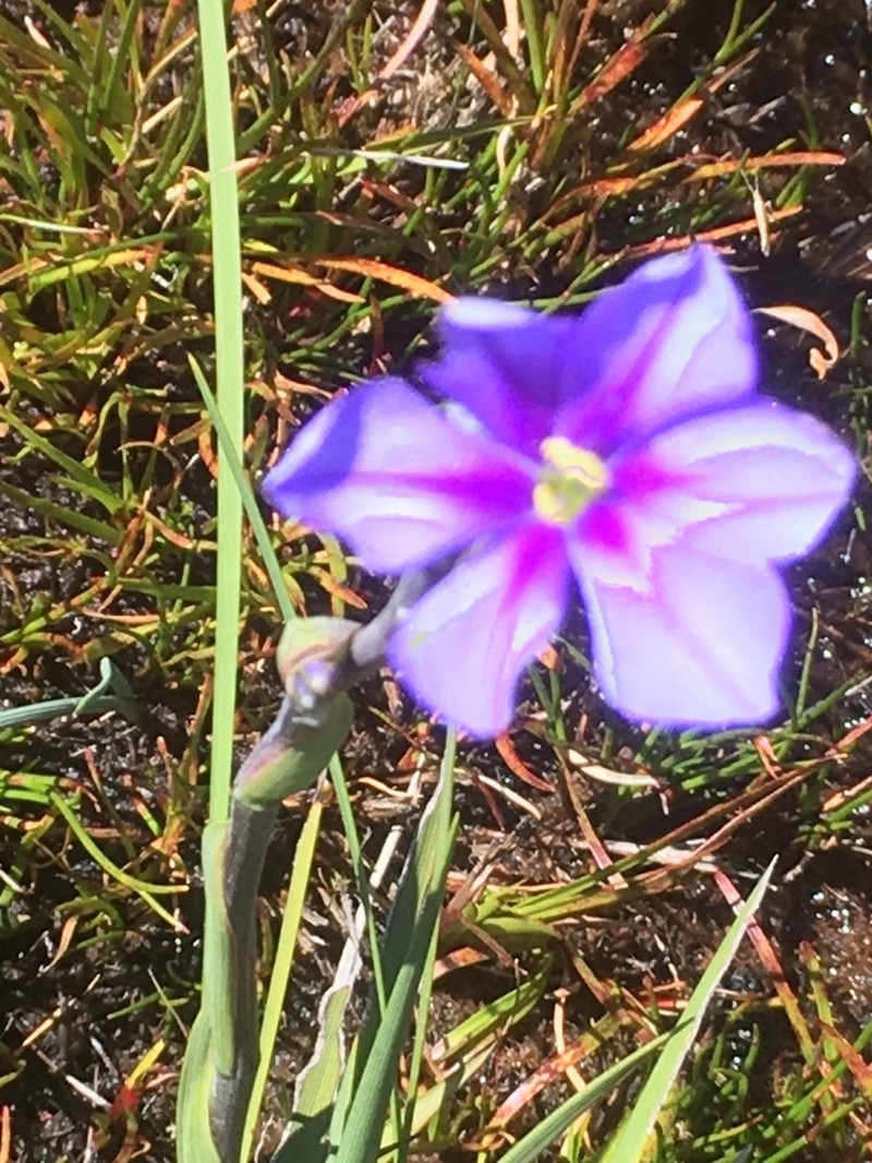Aristea cuspidata photo 4