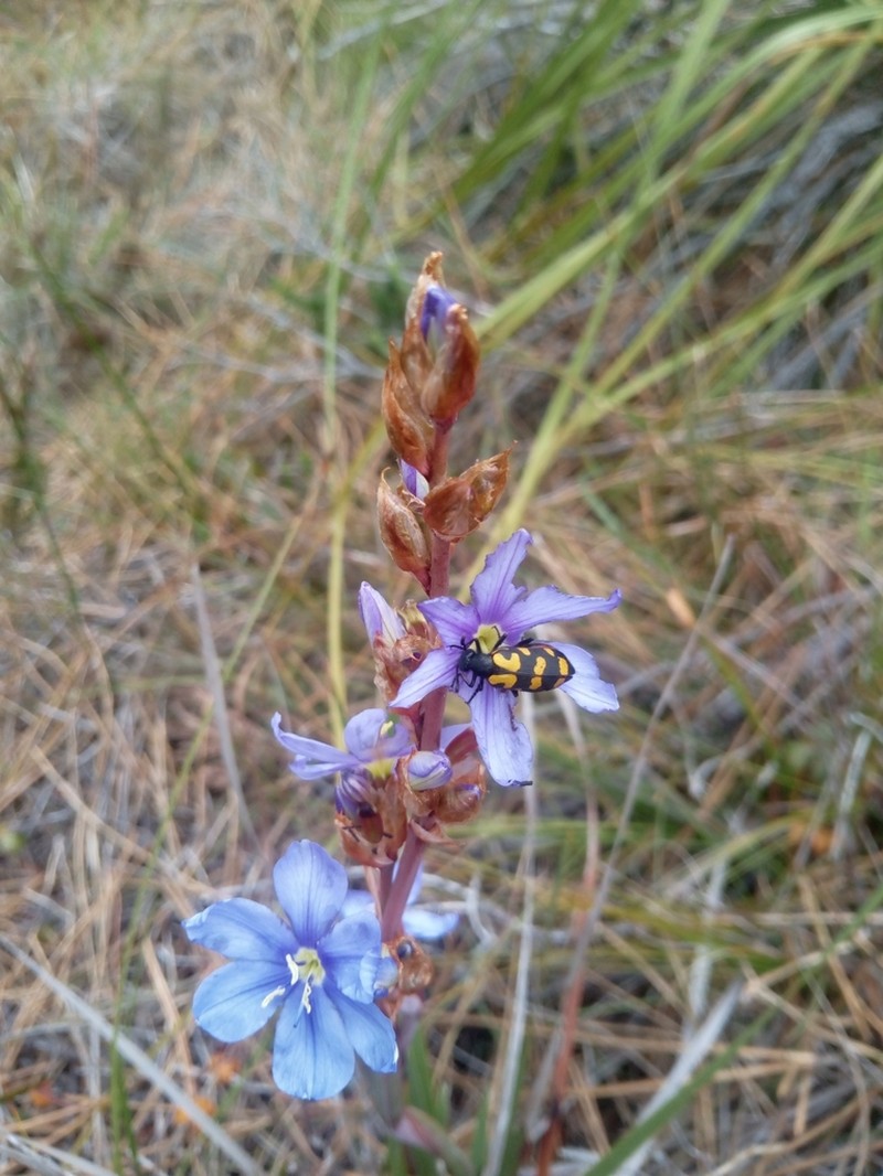 Aristea cuspidata photo 5