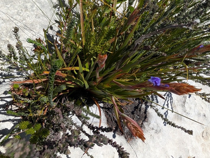 Aristea cuspidata photo 6