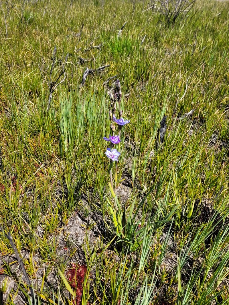 Aristea cuspidata photo 7
