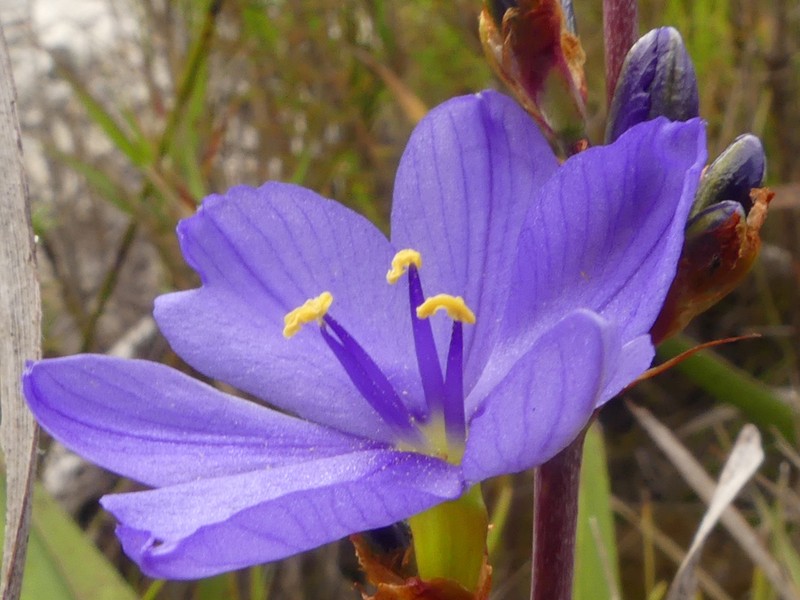 Aristea cuspidata photo 8