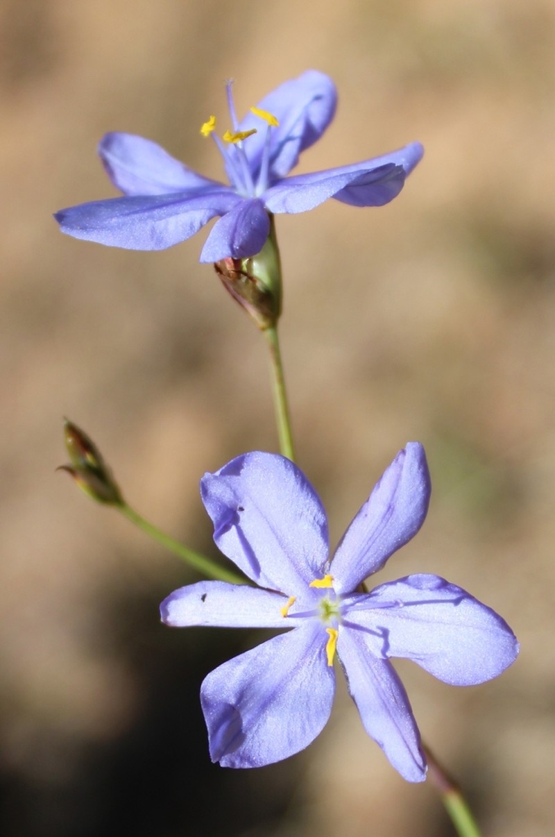 Aristea dichotoma