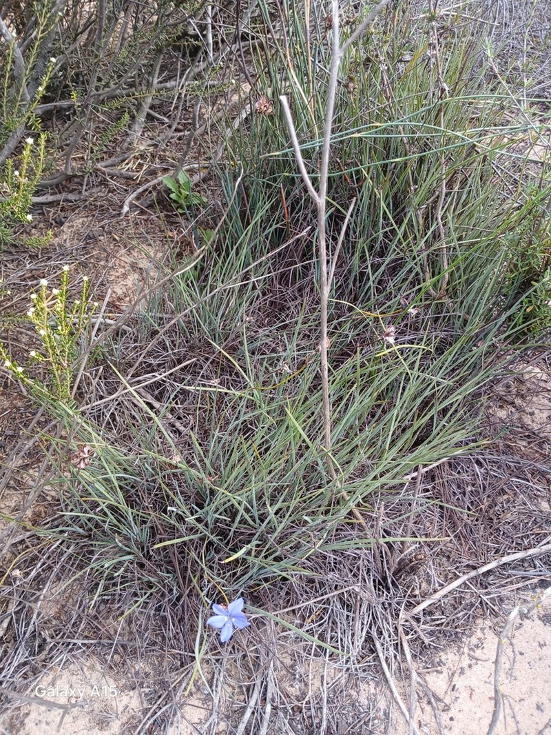 Aristea dichotoma photo 2