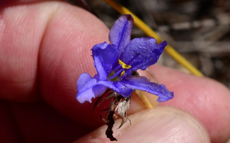 Aristea dichotoma photo 3