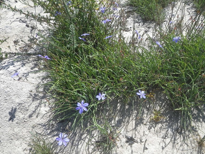 Aristea dichotoma photo 4