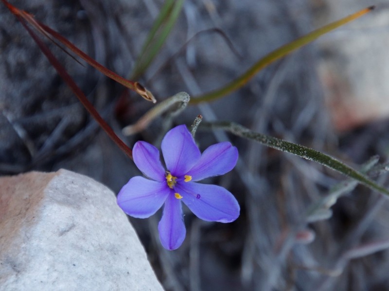 Aristea dichotoma photo 5