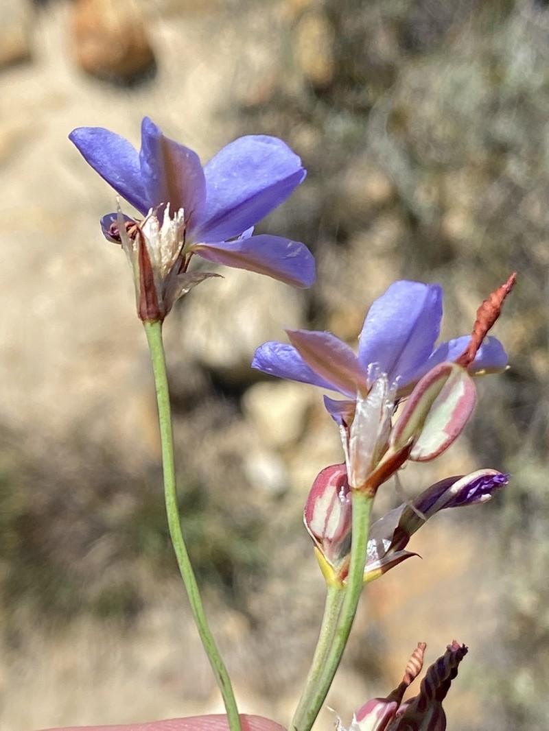 Aristea dichotoma photo 6