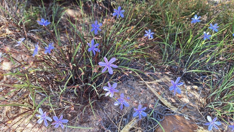 Aristea dichotoma photo 7