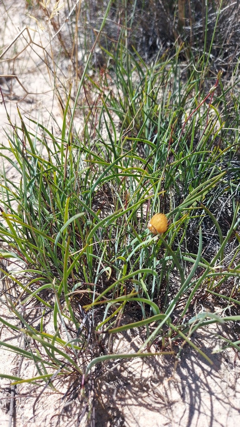 Aristea dichotoma photo 8
