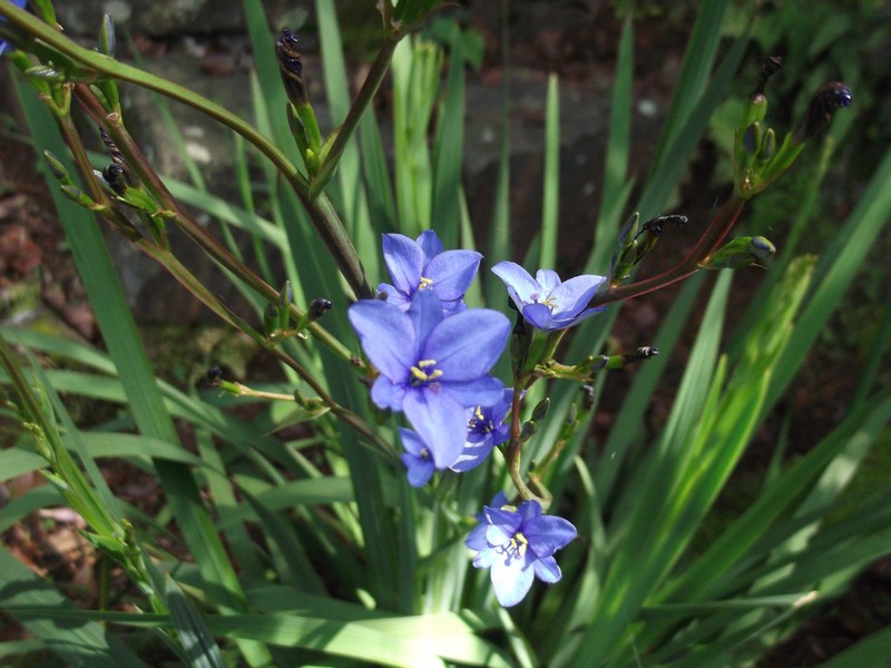 Aristea ecklonii