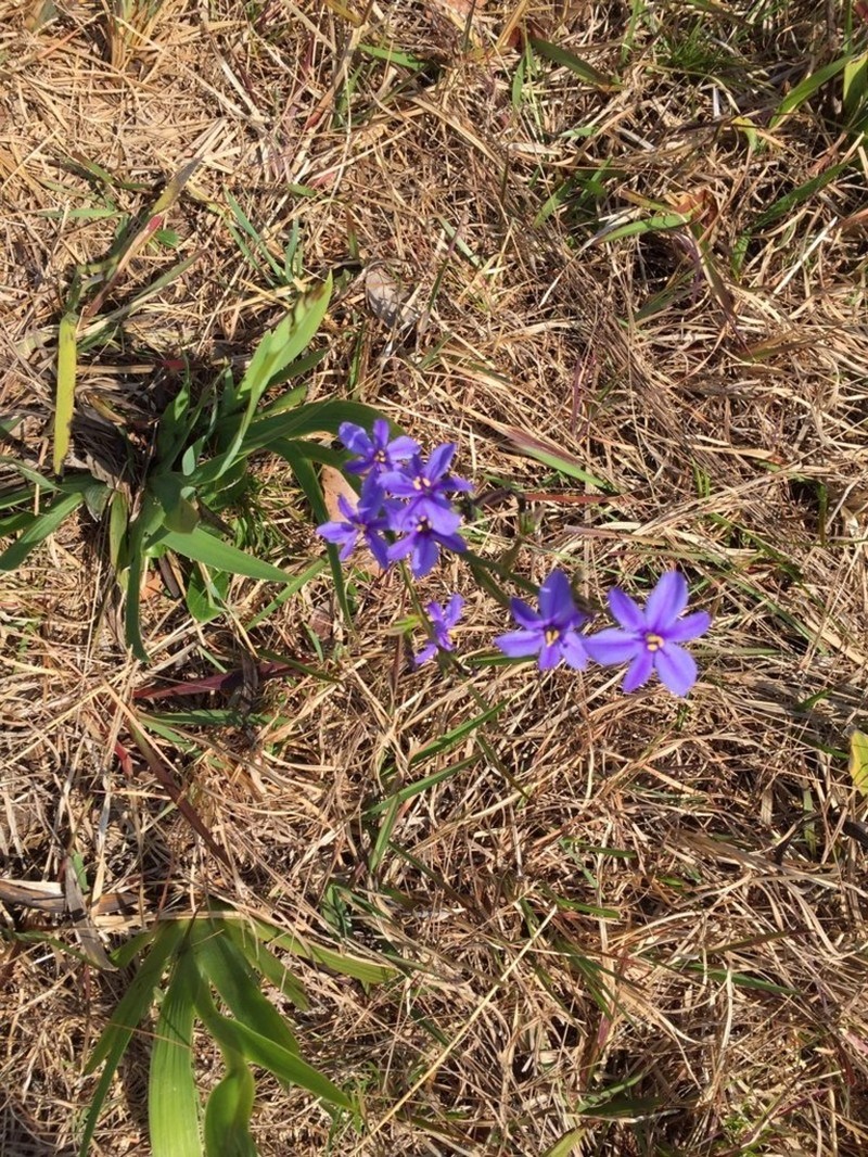 Aristea ecklonii photo 2
