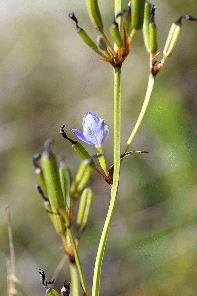 Aristea ecklonii photo 3