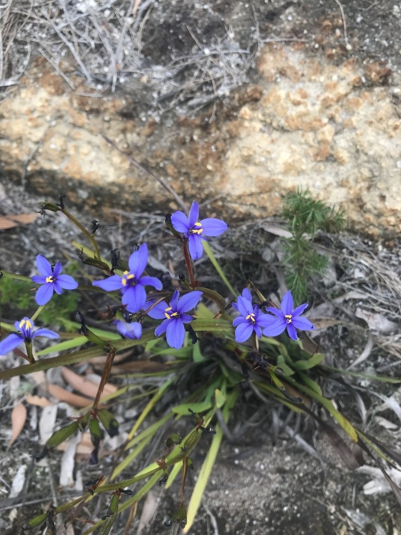 Aristea ecklonii photo 4