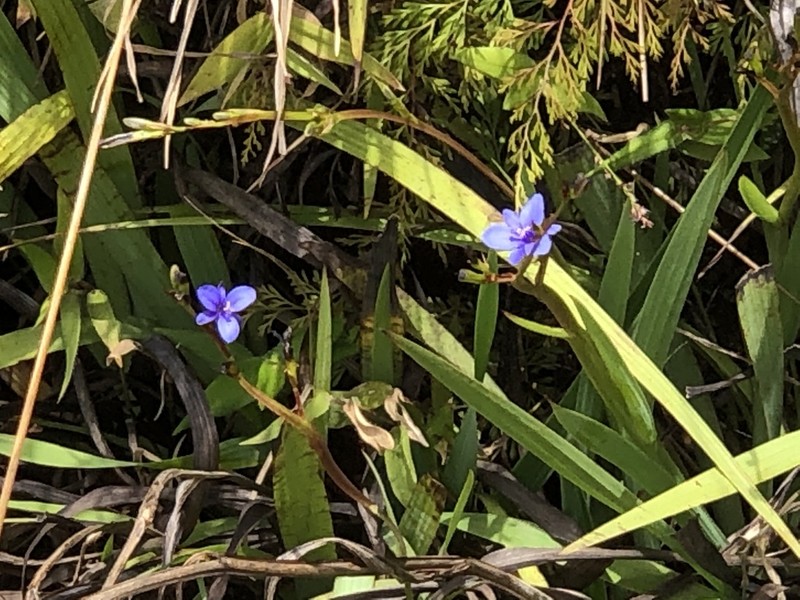 Aristea ecklonii photo 5