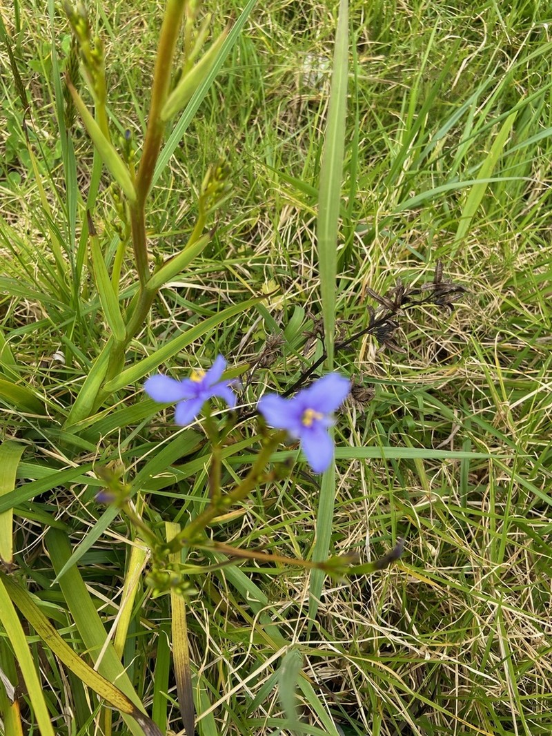 Aristea ecklonii photo 6