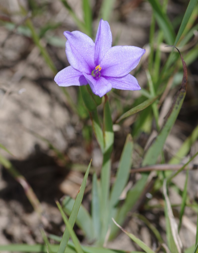 Aristea elliptica photo 3