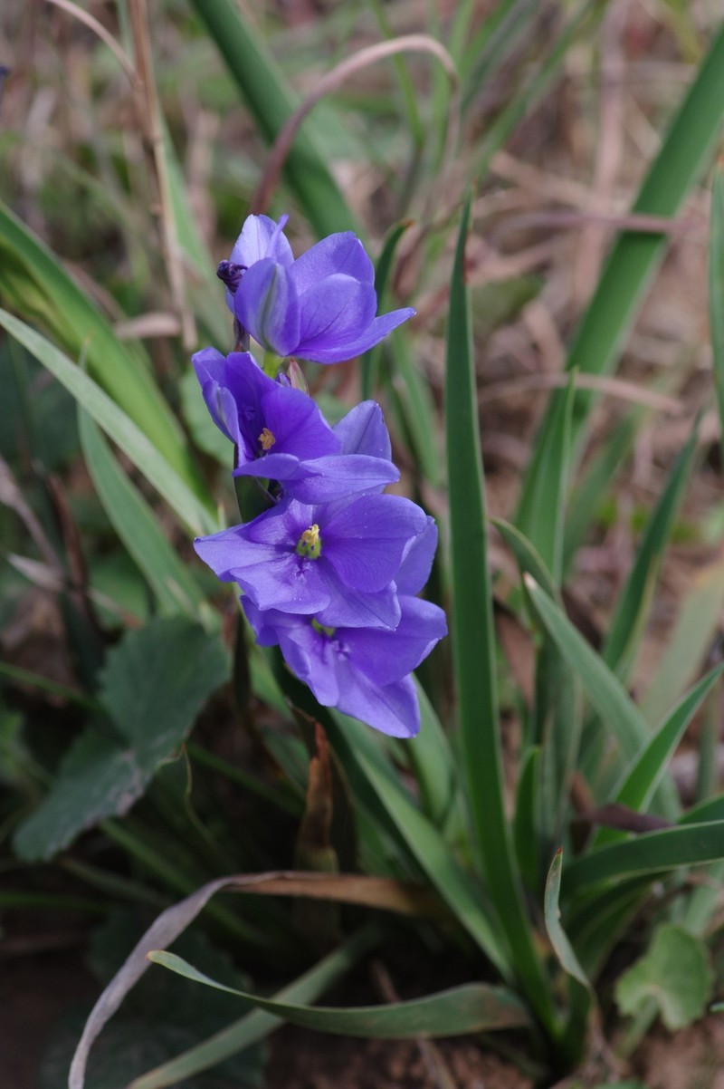 Aristea elliptica photo 4