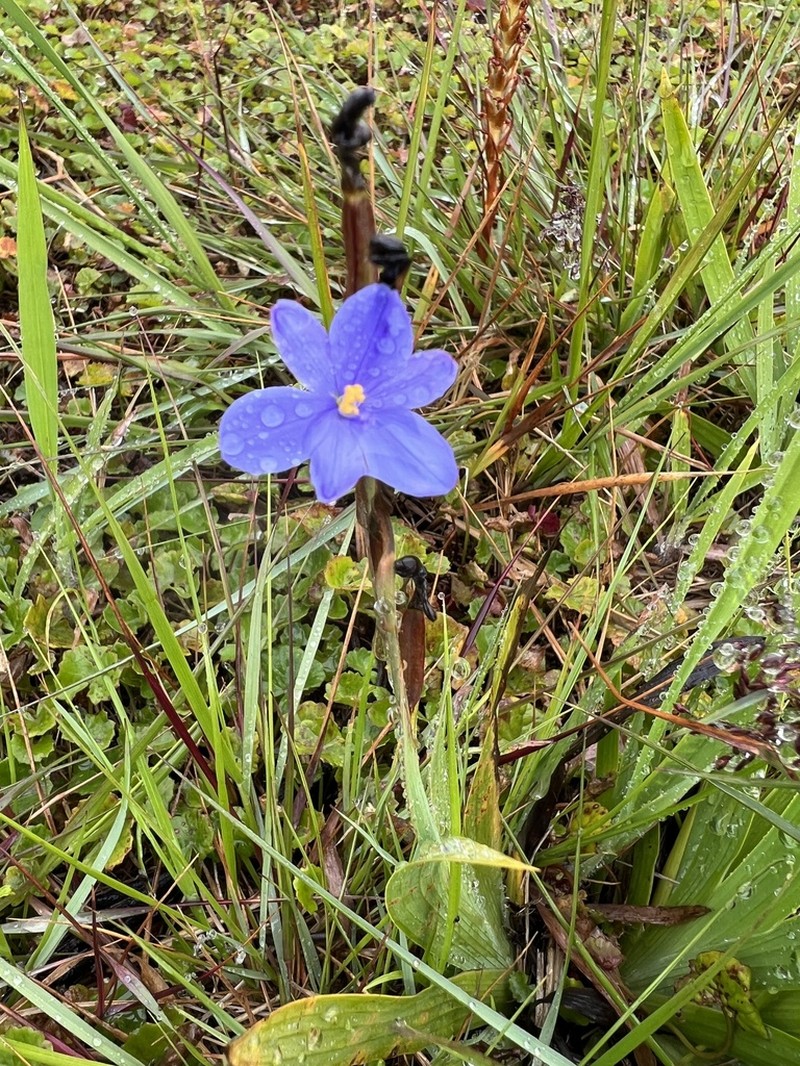 Aristea ensifolia photo 2