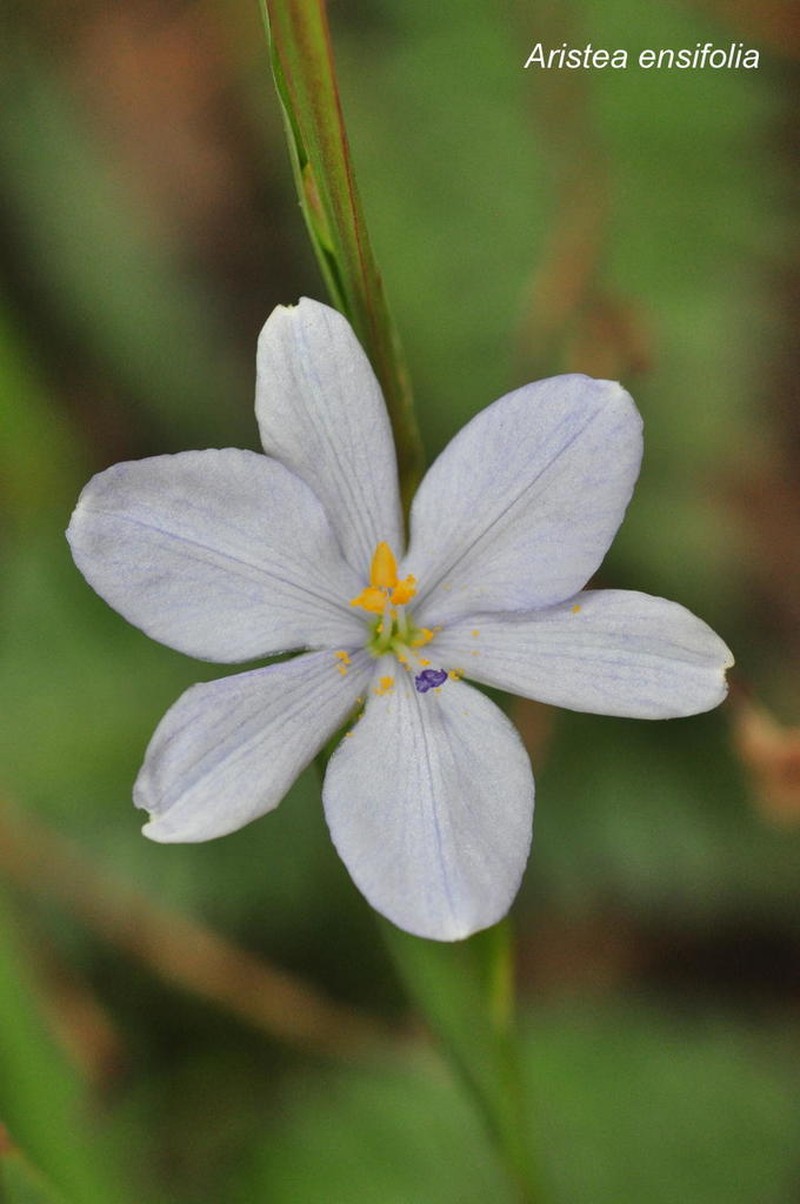 Aristea ensifolia photo 3