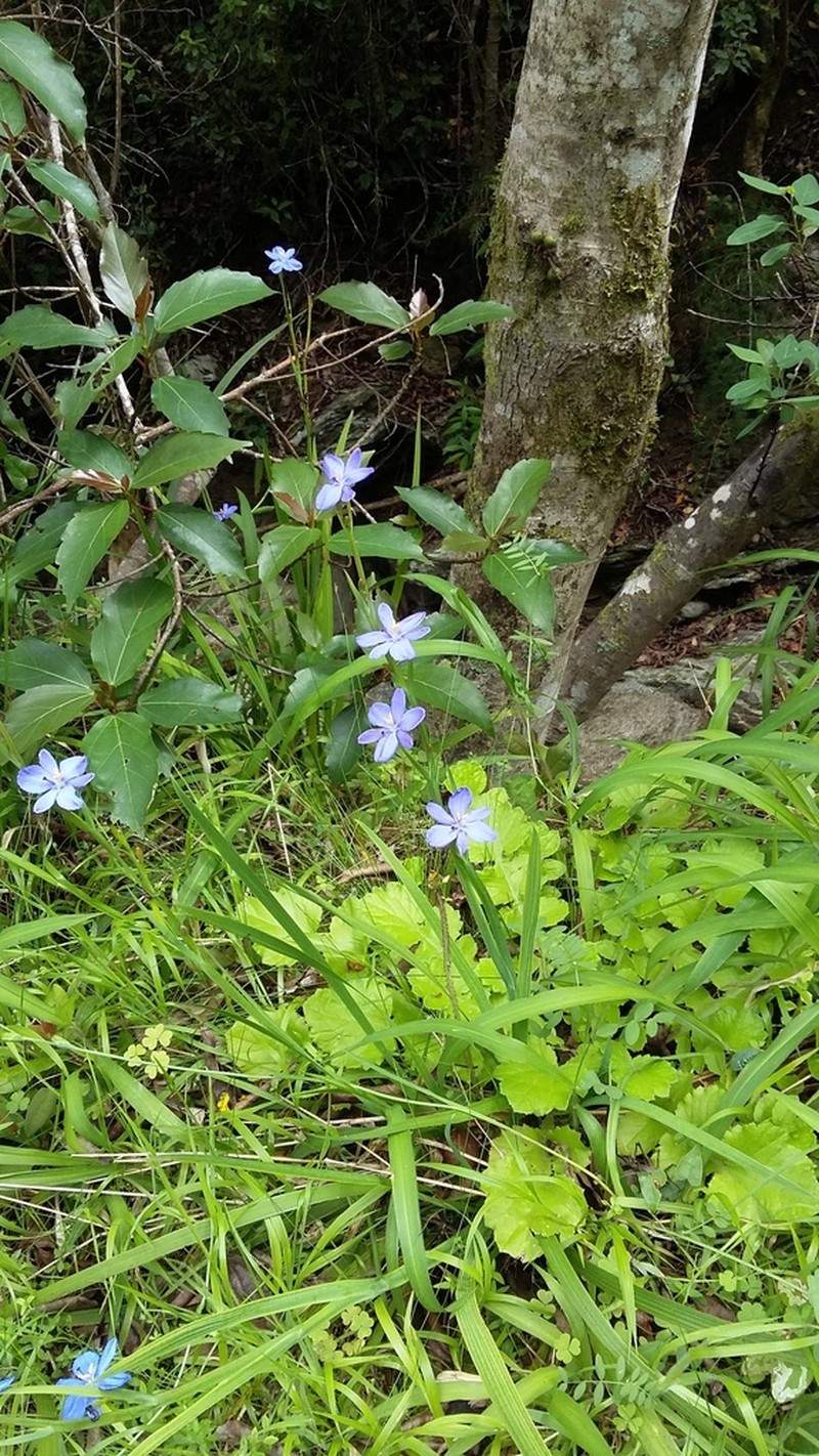 Aristea ensifolia photo 5