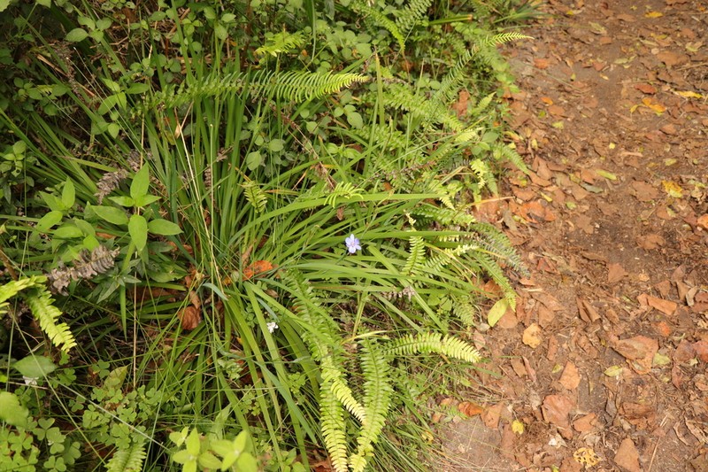 Aristea ensifolia photo 6