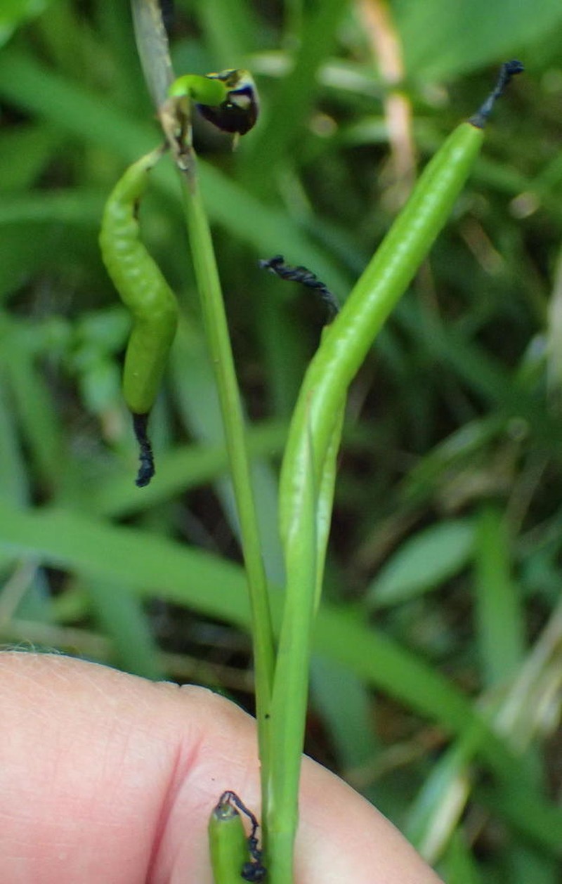 Aristea ensifolia photo 7
