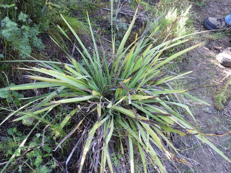 Aristea ensifolia photo 8