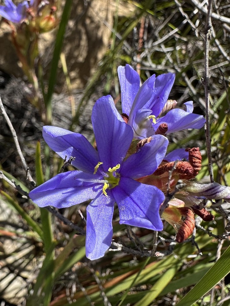 Aristea fimbriata