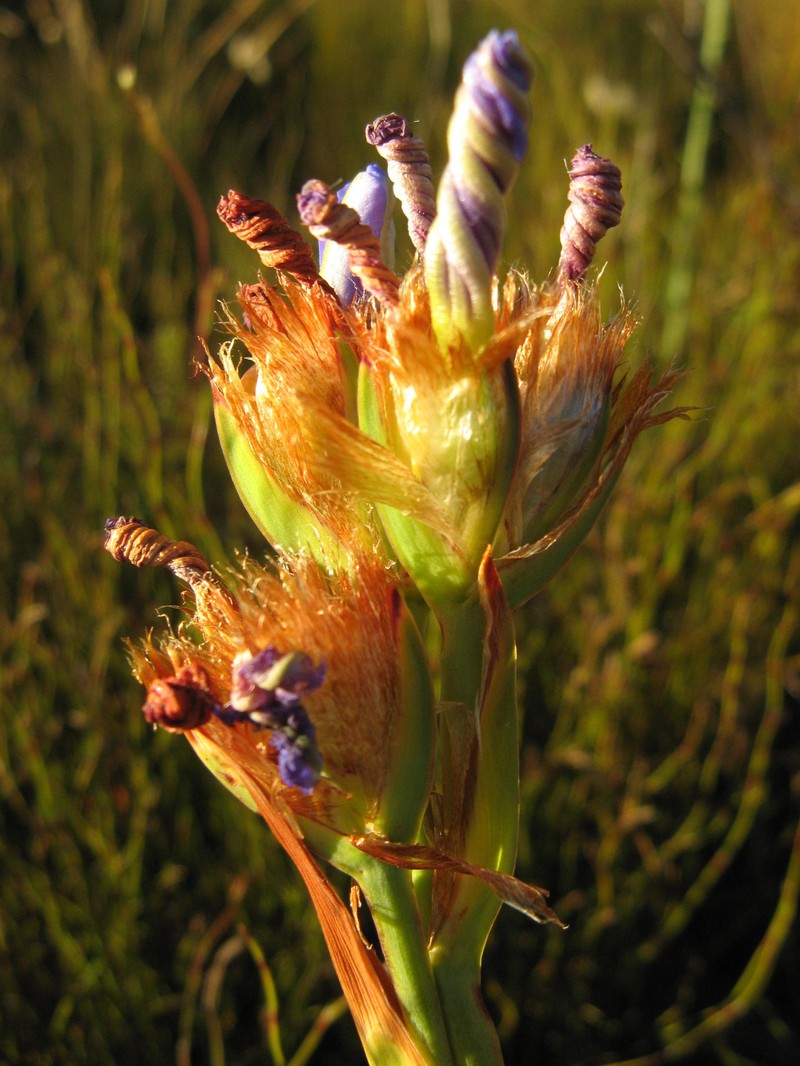 Aristea fimbriata photo 3