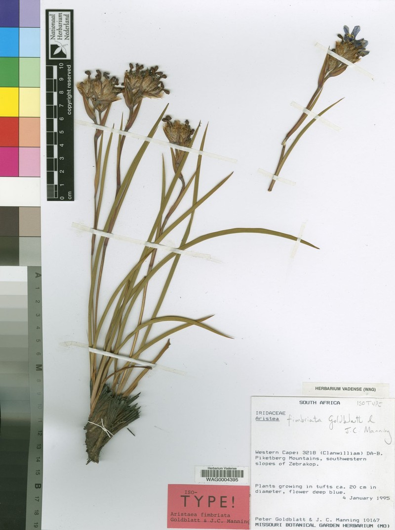Aristea fimbriata photo 4