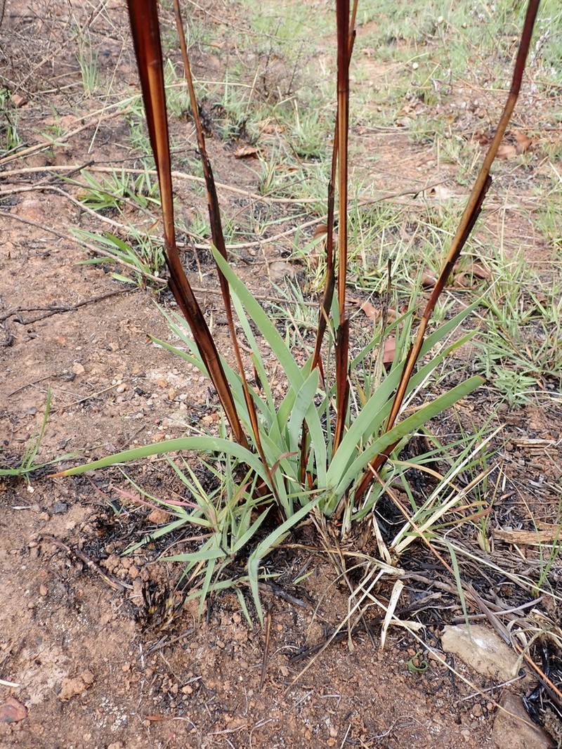 Aristea flexicaulis