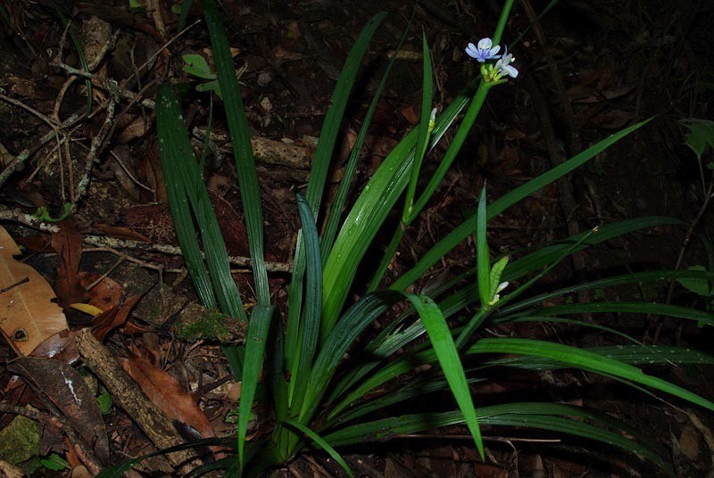 Aristea galpinii