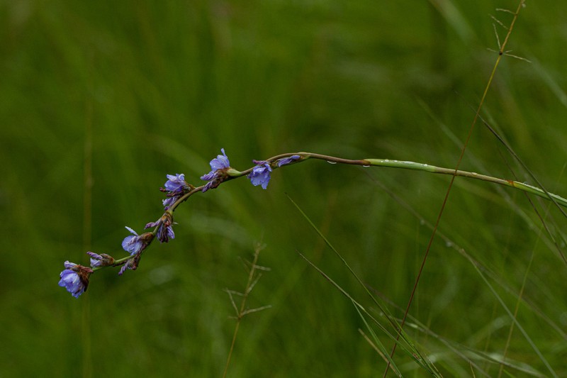 Aristea galpinii photo 3