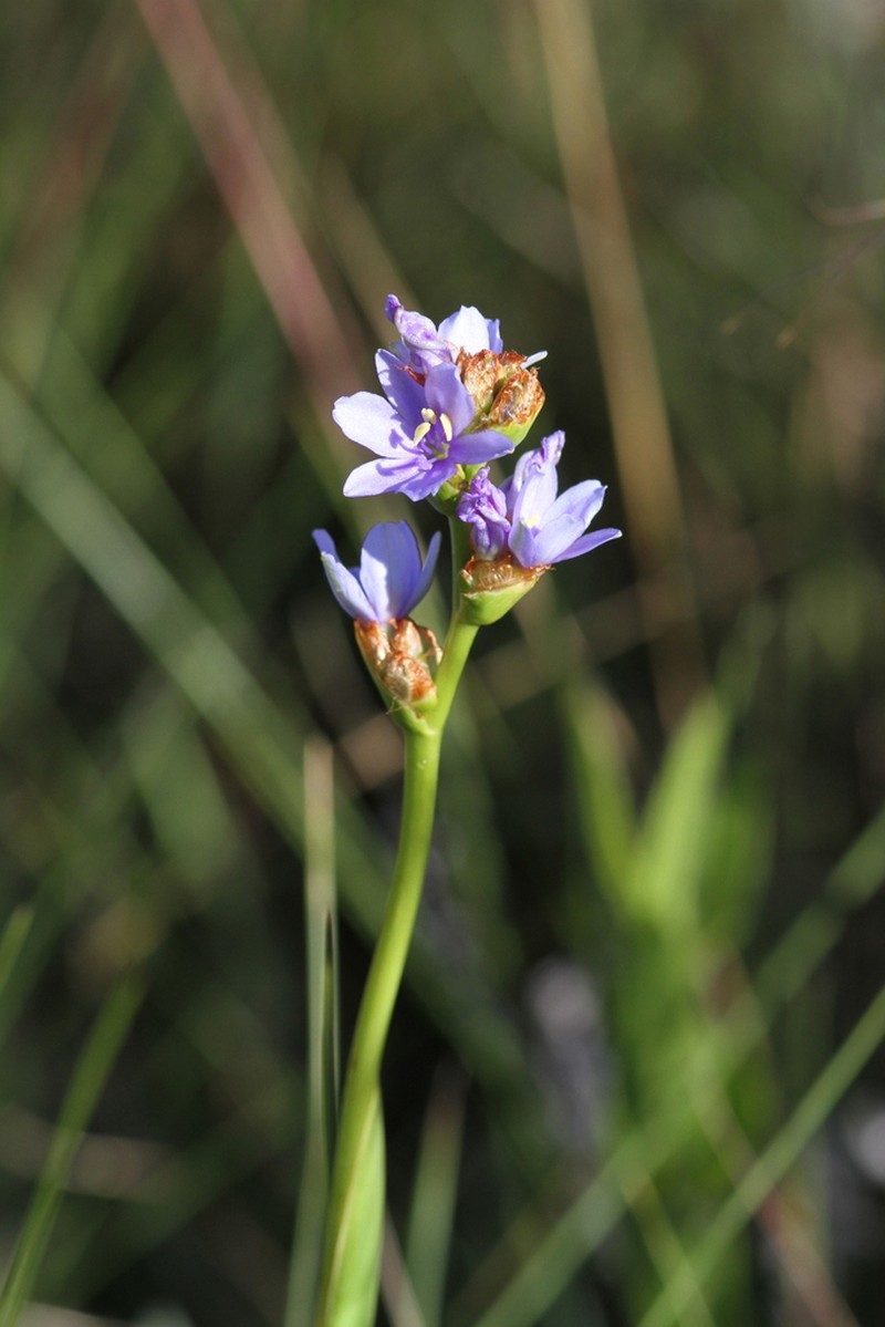Aristea galpinii photo 4