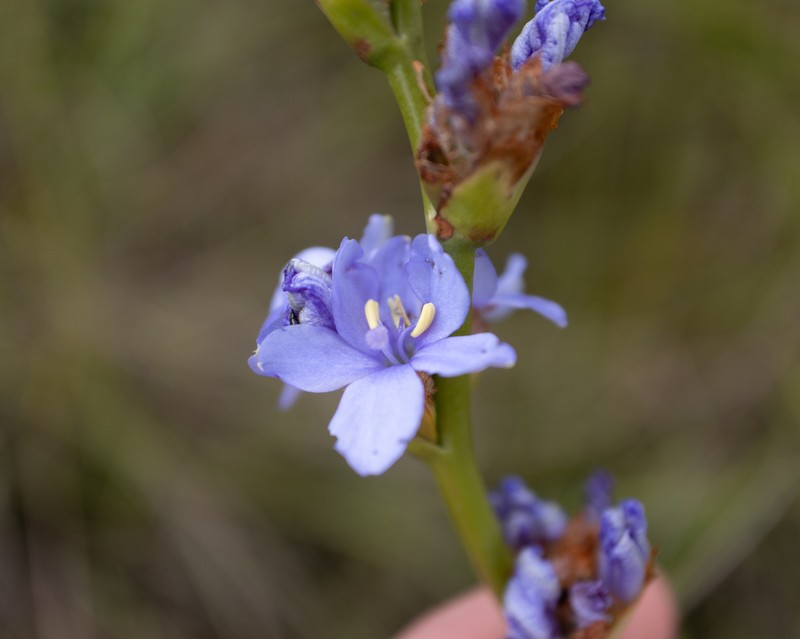 Aristea galpinii photo 5