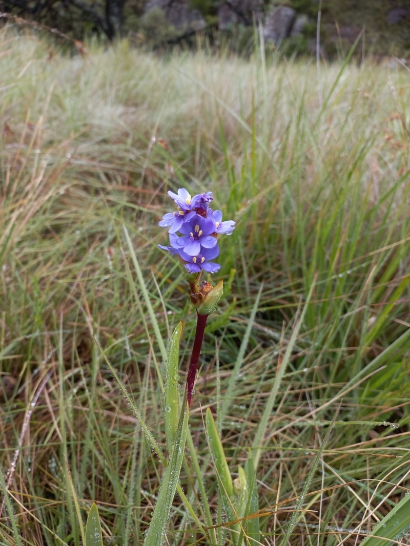 Aristea galpinii photo 6
