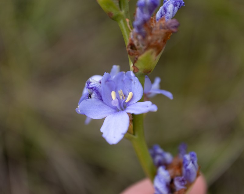 Aristea galpinii photo 7
