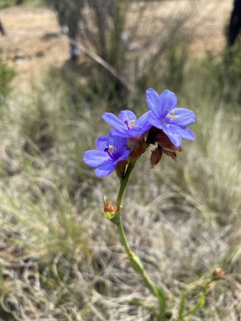 Aristea galpinii photo 8