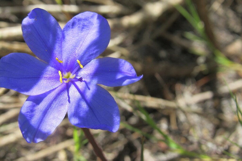 Aristea glauca