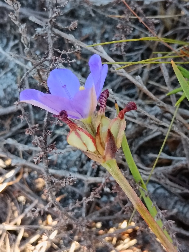 Aristea glauca photo 2