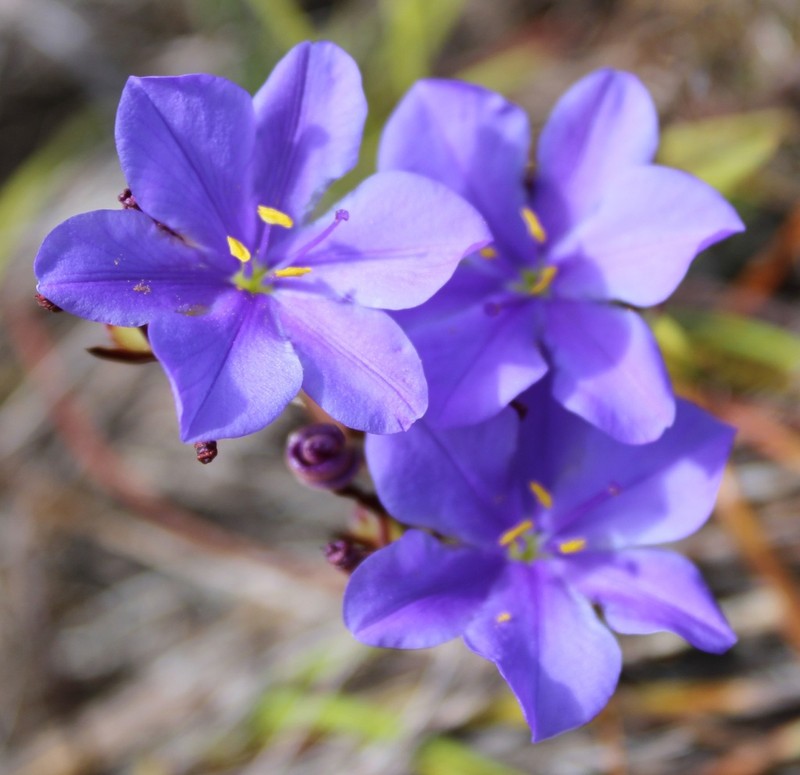 Aristea glauca photo 3