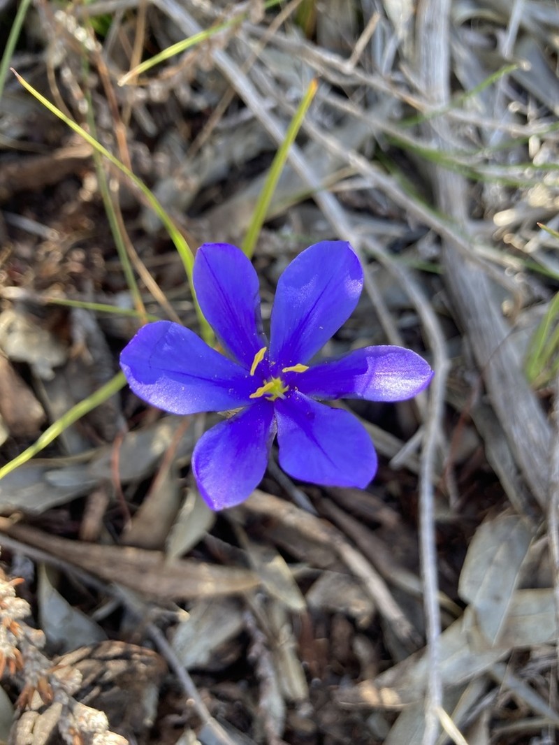 Aristea glauca photo 4