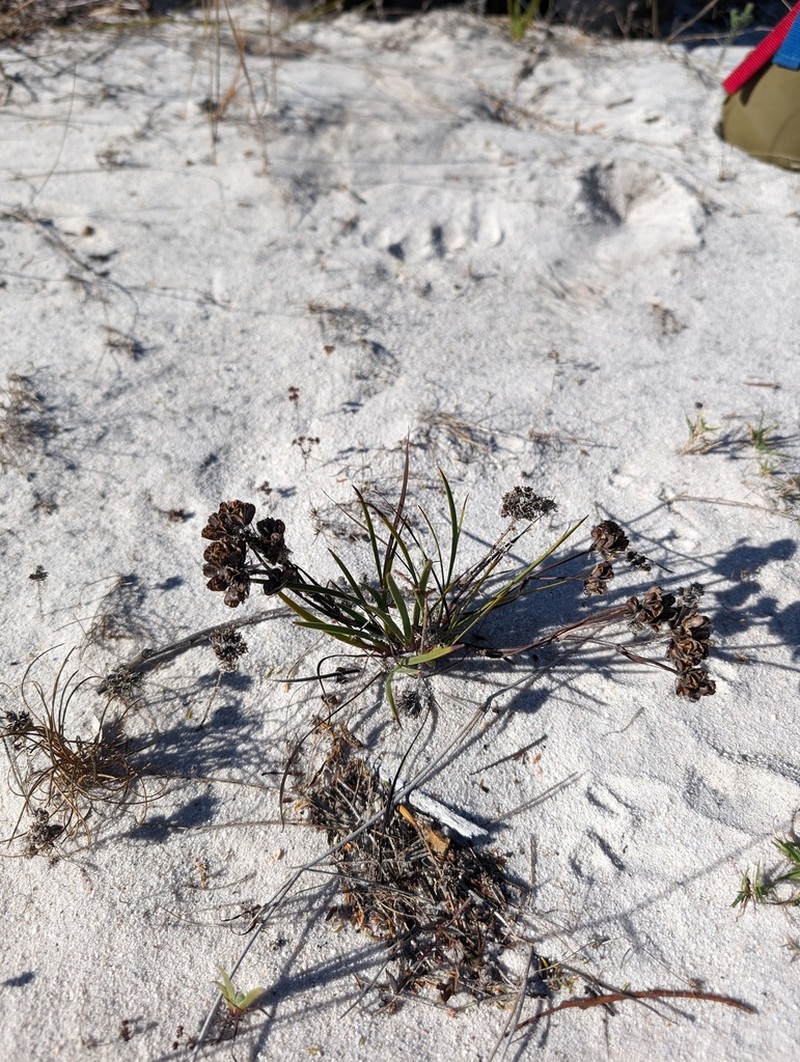 Aristea glauca photo 5