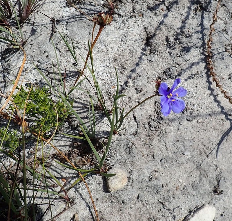 Aristea glauca photo 6