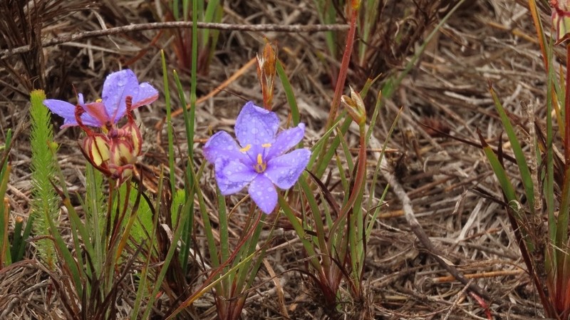 Aristea glauca photo 7