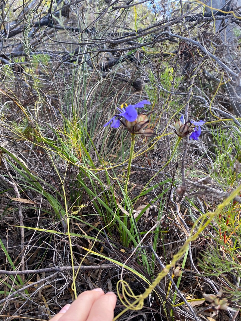 Aristea glauca photo 8